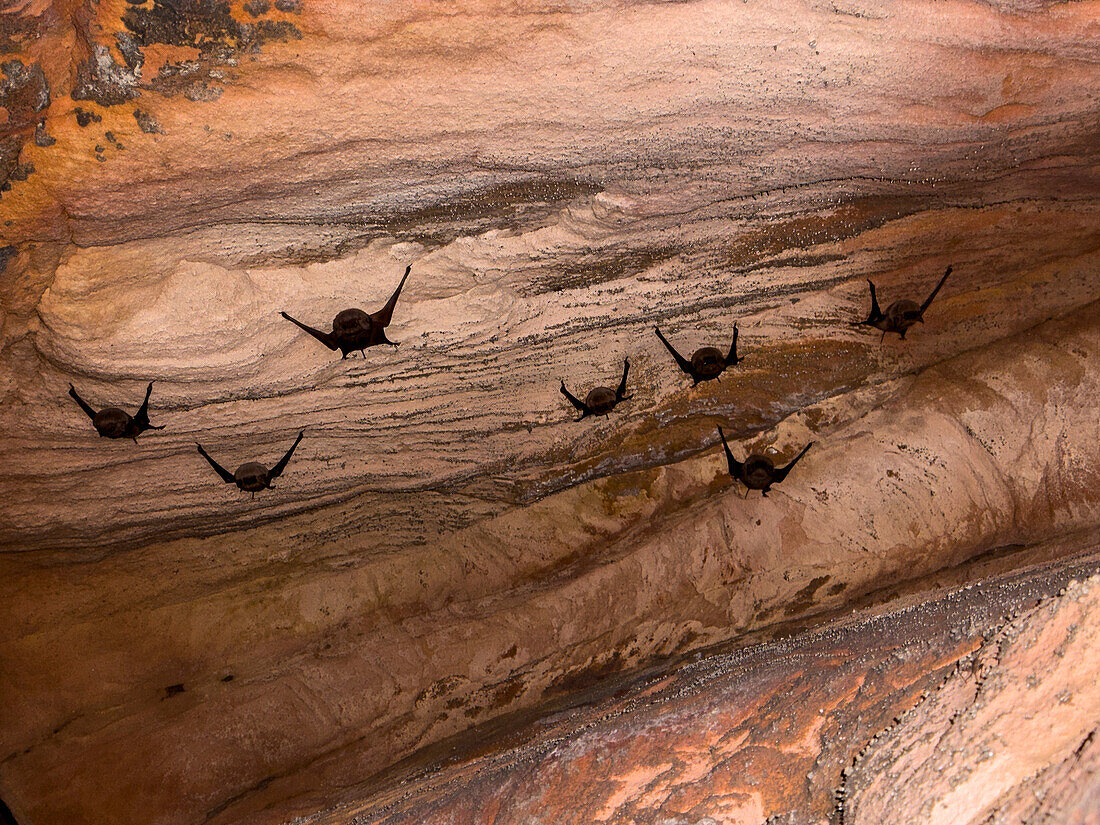 Microbats constitute the suborder Microchiroptera, found in a sandstone crevice on Bigge Island, Kimberley, Western Australia, Australia, Pacific