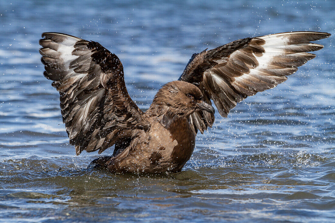 Adult Subantarctic Skua (Catharacta antarctica lonnbergi) cleaning itself in glacier run off at Stromness Bay, South Georgia, Polar Regions