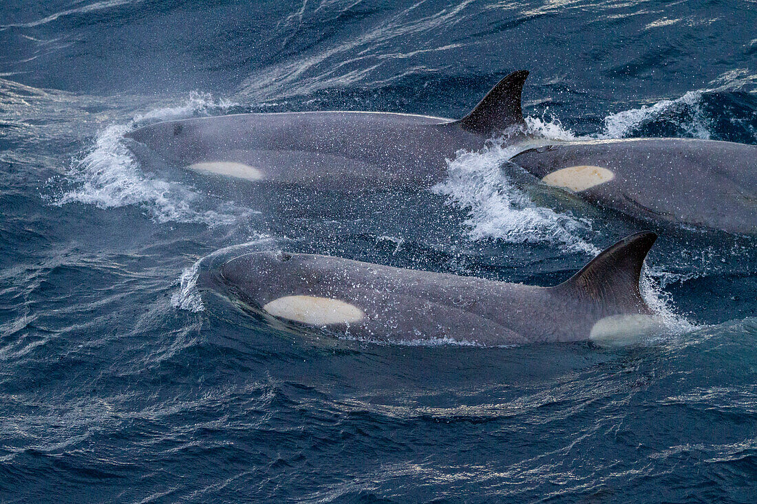 Eine große Gruppe von Gerlache Strait Typ B Schwertwalen (Orcinus orca), die in der Gerlache Strait unterwegs sind und sich treffen, Antarktis, Polargebiete