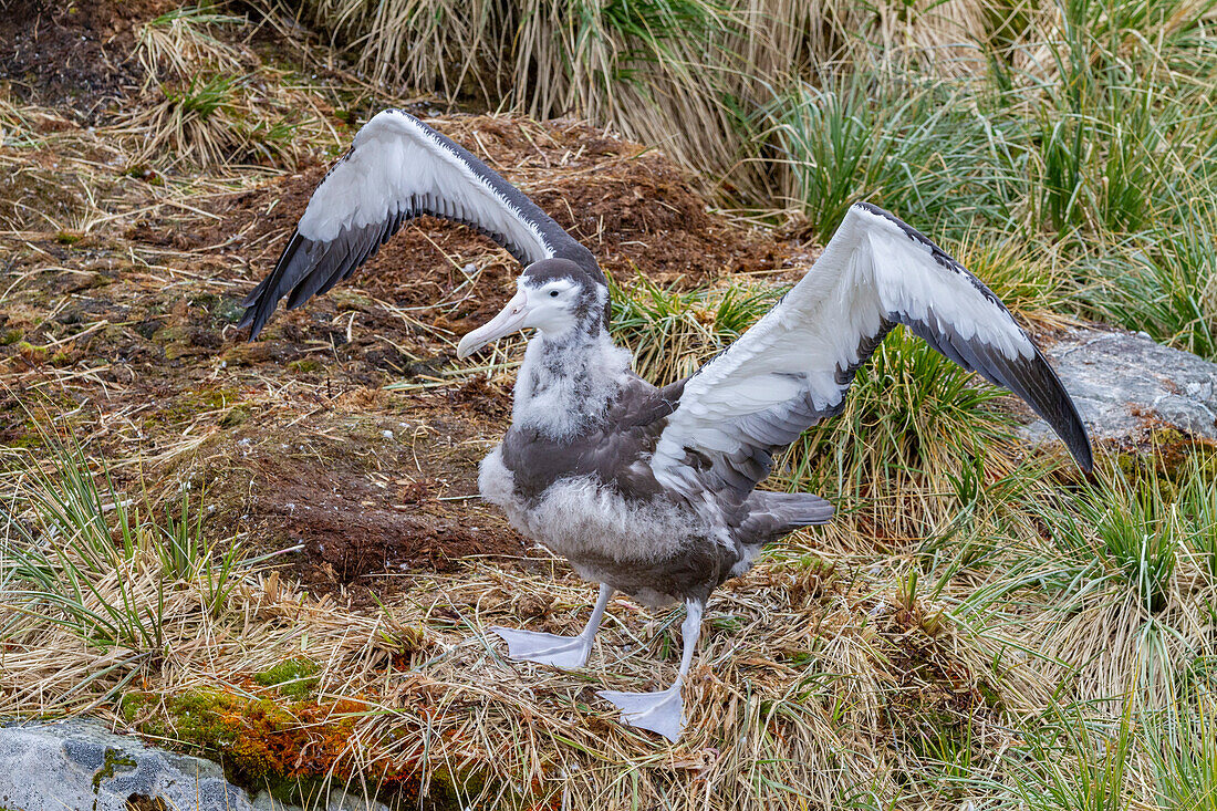 Wanderalbatros-Küken (Diomedea exulans) im Nest auf der Prion-Insel in der Bay of Isles, Südgeorgien, Polarregionen