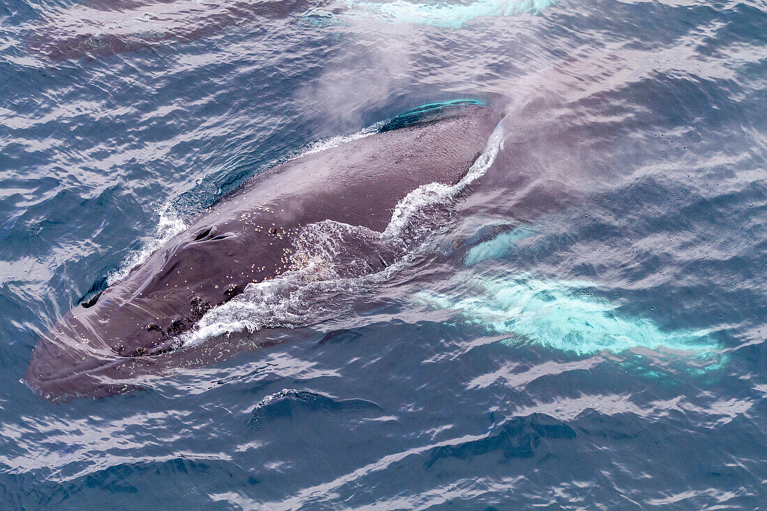 Buckelwal (Megaptera novaeangliae), Auftauchen vor Half Moon Island in der Süd-Shetland-Inselgruppe, Antarktis, Polargebiete