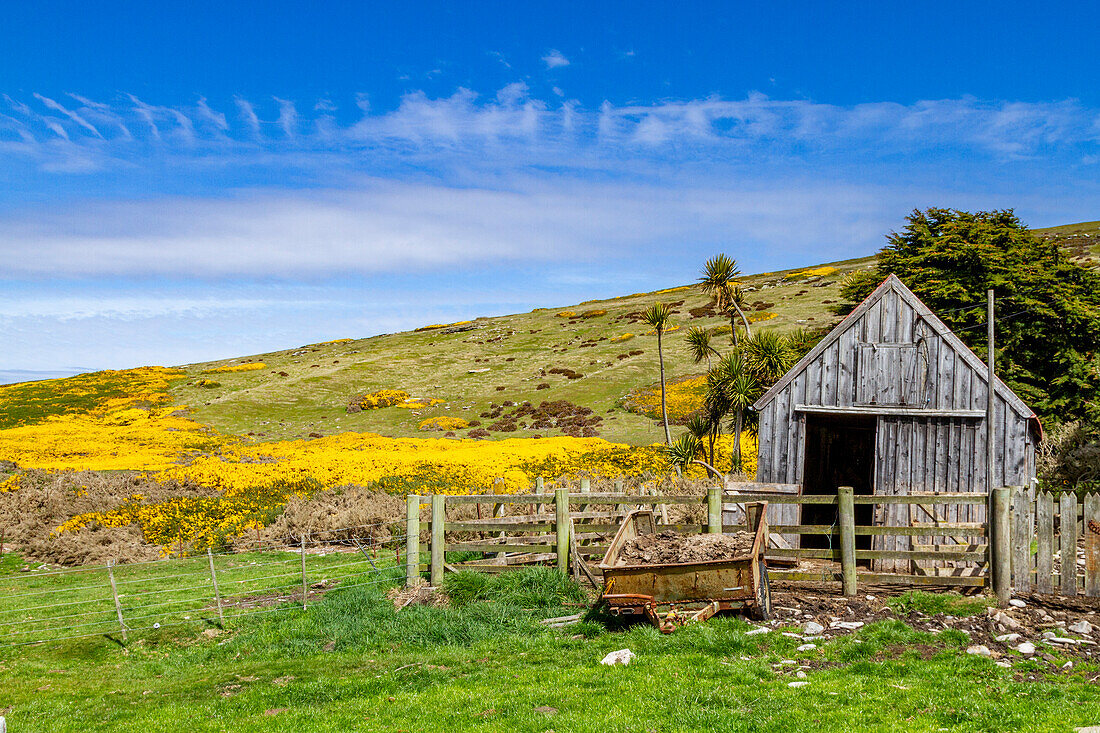 Blick auf die McGill-Schafsfarm auf Carcass Island in Port Patterson auf den Falklandinseln, Südatlantik, Südamerika