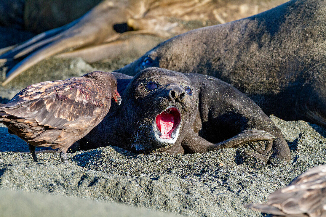 Southern elephant seal (Mirounga leonina) pup lips being probed by a brown skua (Catharacta lonnbergi), South Georgia, Polar Regions