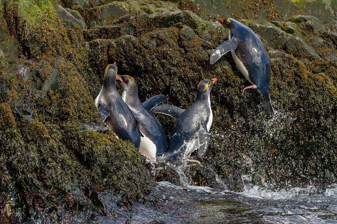 Macaroni penguins (Eudyptes chrysolophus) scrambling up steep cliffs at Hercules Bay on South Georgia Island, Polar Regions