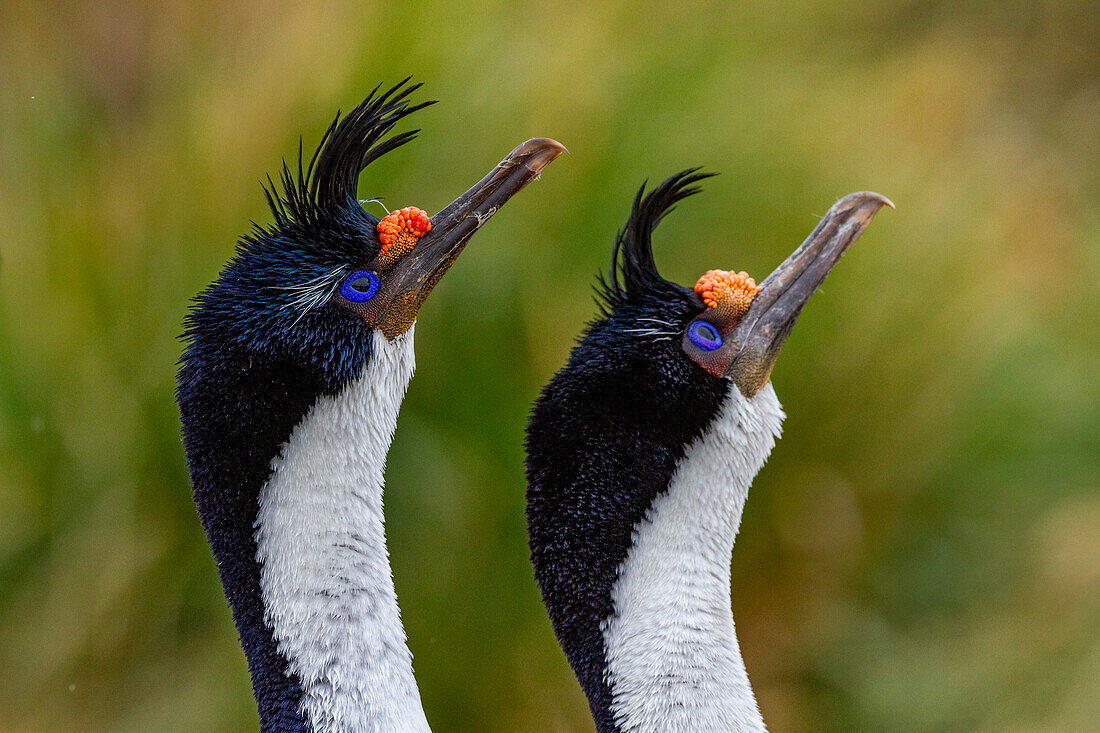 Kaiserscharbe (Phalacrocorax atriceps), Paar beim Balzverhalten auf New Island auf den Falklandinseln, Südamerika