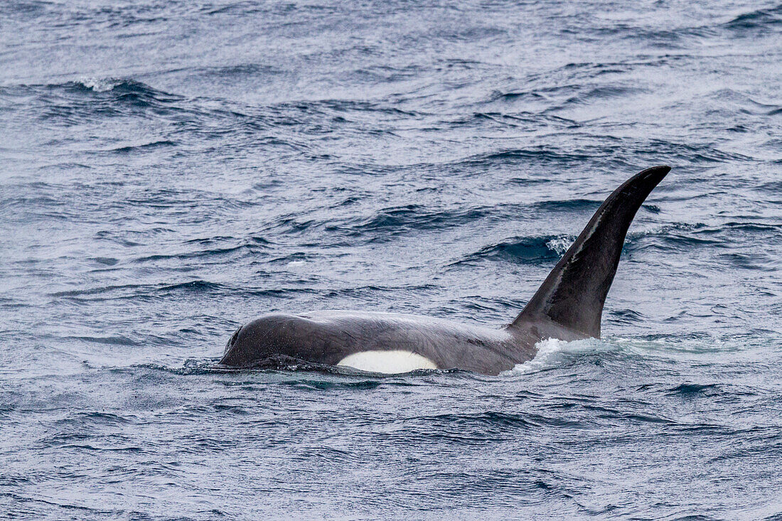 Eine kleine Gruppe von Packeis-Killerwalen (Orcinus orca), kurz nachdem sie eine Weddellrobbe im Lemaire-Kanal erlegt haben, Antarktis, Polargebiete