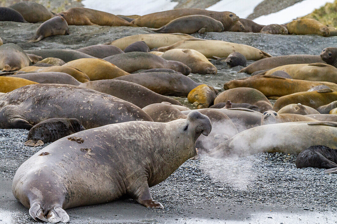 Adult bull southern elephant seal (Mirounga leonina) issuing a bellowing challenge at Gold Harbour on South Georgia, Polar Regions