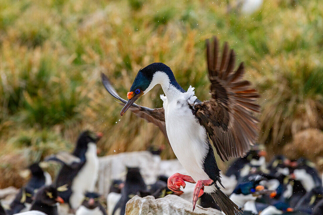 Imperial shag (Phalacrocorax atriceps), returning to the nest on New Island in the Falkland Islands, South America