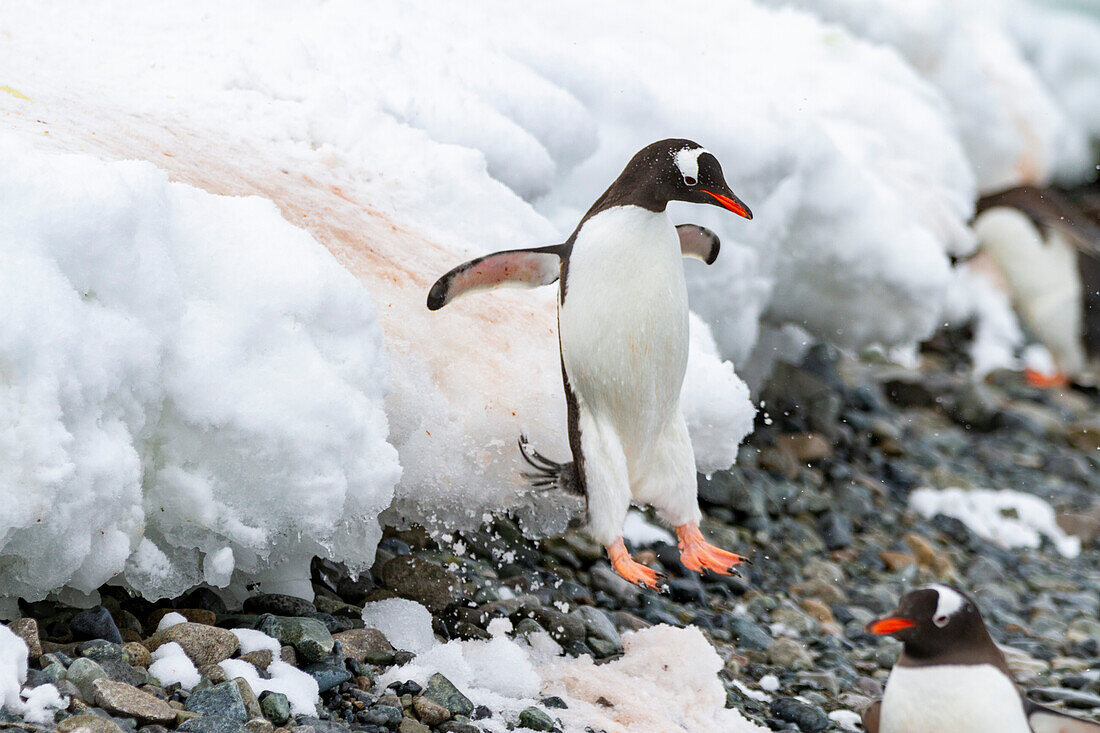 Ausgewachsener Eselspinguin (Pygoscelis papua), Sprung vom Schelfeis bei Cuverville Island, Antarktis, Südlicher Ozean, Polarregionen