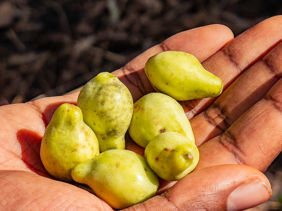 Fruit from the mangrove apple, Sonneratia caseolaris, found on Bigge Island, Kimberley, Western Australia, Australia, Pacific