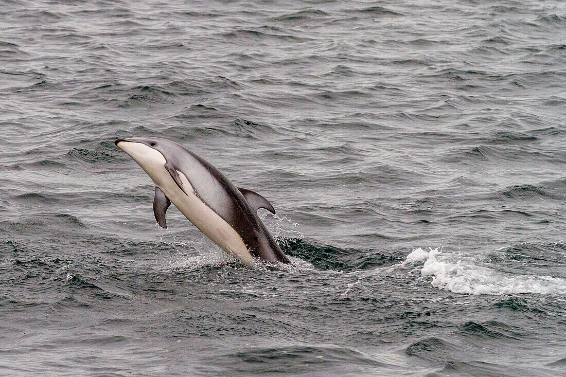 Eine Gruppe von Pazifischen Weißseitendelfinen (Lagenorhynchus obliquidens) springt und taucht in der Johnstone Strait auf, British Columbia, Kanada, Nordamerika