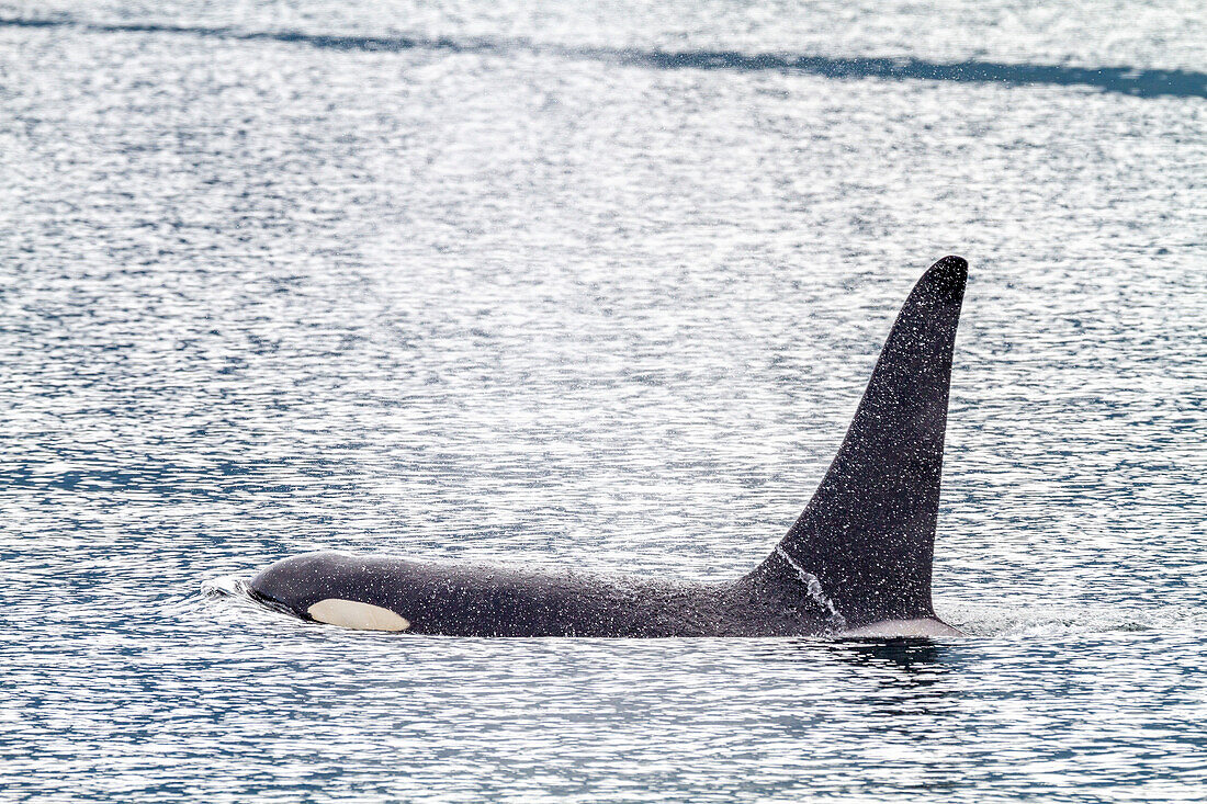 Ein erwachsener Schwertwal (Orcinus orca) taucht in der Johnstone Strait auf, British Columbia, Kanada, Pazifischer Ozean, Nordamerika