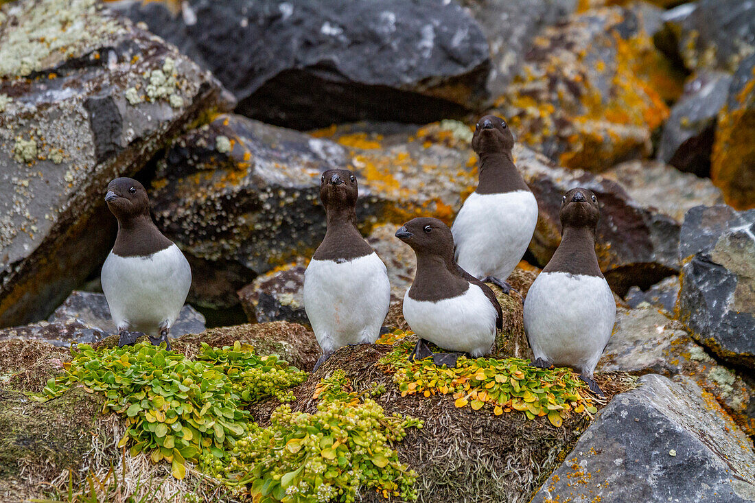 Adult dovekies (Little Auk) (Alle alle) at their breeding site amongst scree slopes at Rubini Rock, Tikhaya Bay, Hooker Island, Franz Josef Land, Russia, Arctic Ocean, Eurasia