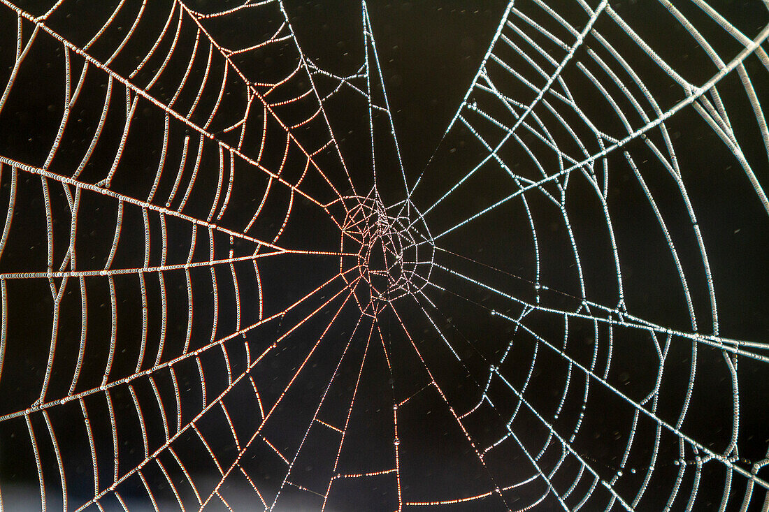 Ein Spinnennetz im frühen Morgennebel, Prince Rupert, British Columbia, Kanada, Nordamerika