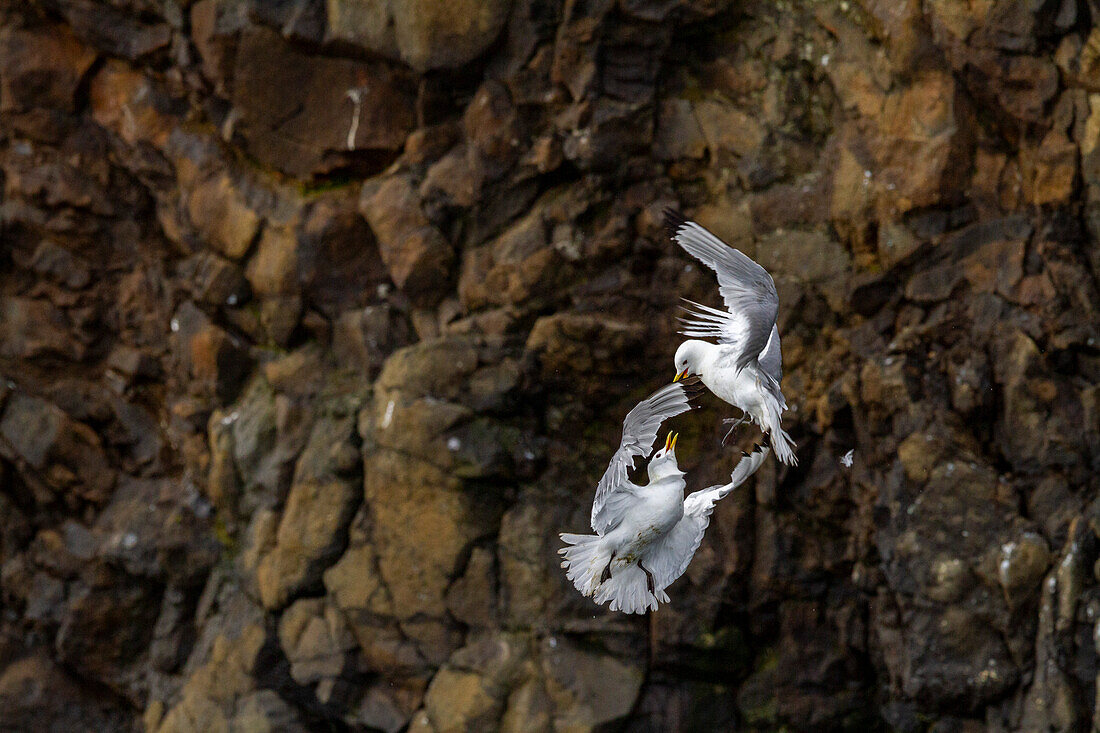 Adult black-legged kittiwake (Rissa tridactyla) in combat with a second kittiwake near Alexander Island, Franz Josef Land, Russia, Arctic Ocean, Eurasia