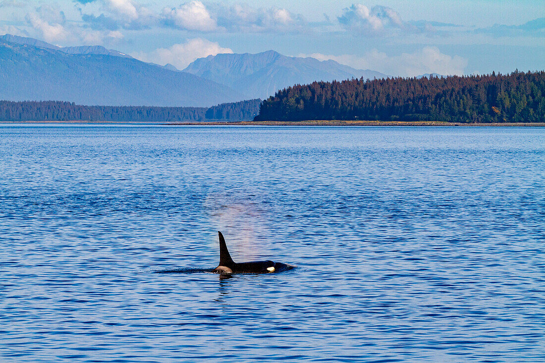 Adult bull killer whale (Orcinus orca) surfacing in Glacier Bay National Park, Southeast Alaska, United States of America, Pacific Ocean, North America