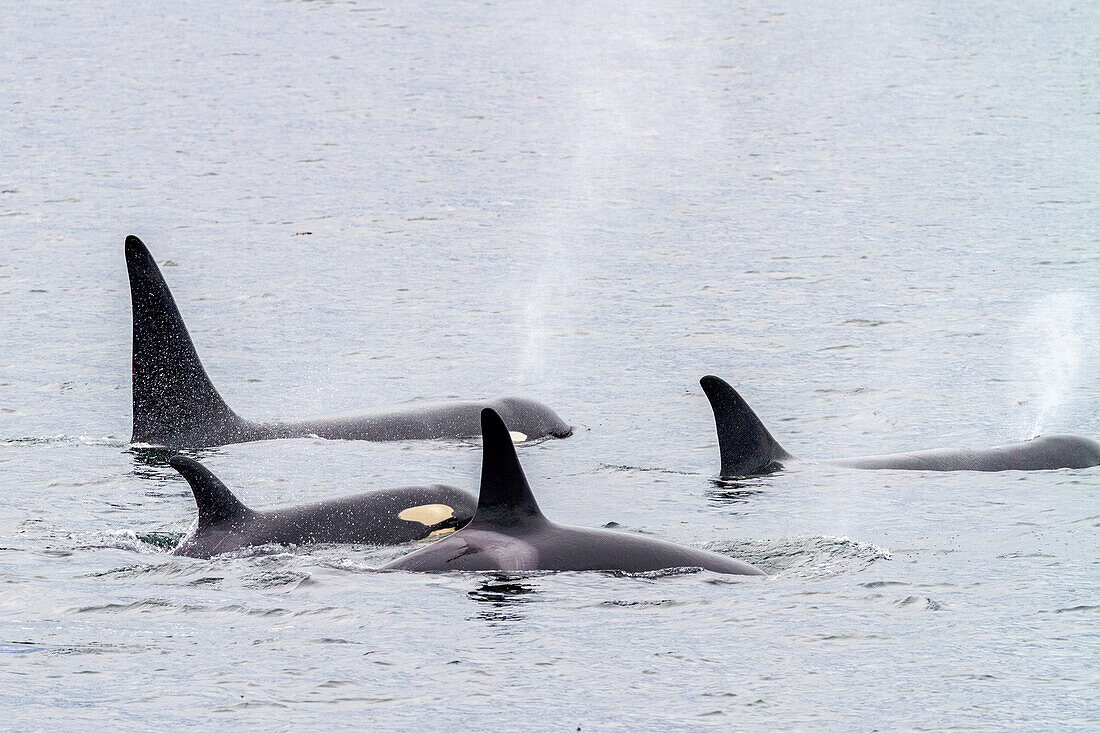 A pod of killer whales (Orcinus orca) surfacing in Chatham Strait, Southeast Alaska, United States of America, Pacific Ocean, North America