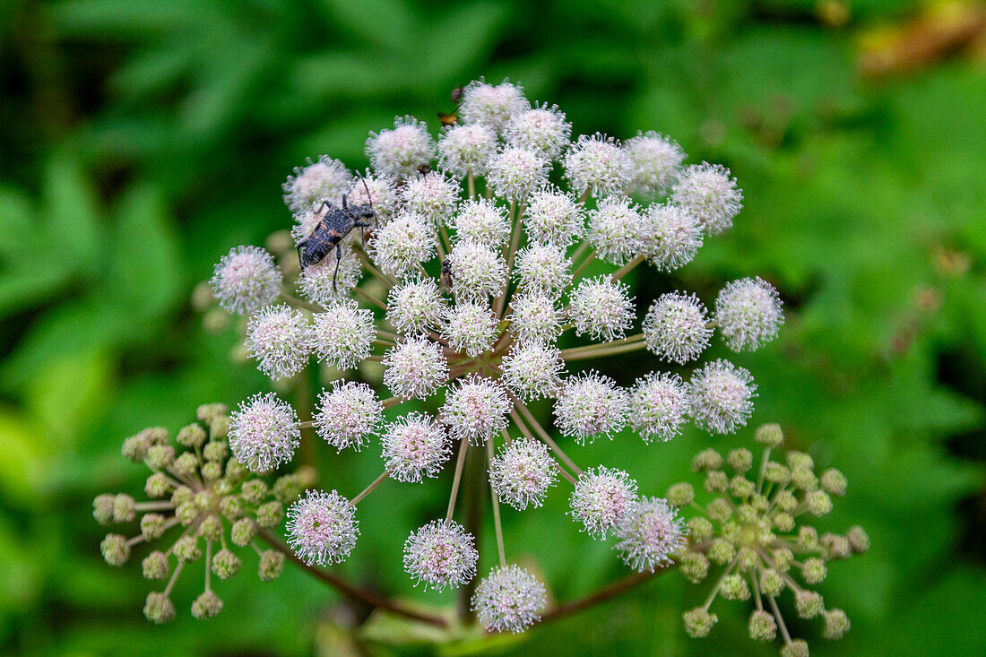 A close up view of a beetle on hogweed (Heracleum spp) found in the Solovetsky Islands, Arkhangelsk Oblast, White Sea, Russia, Arctic, Europe