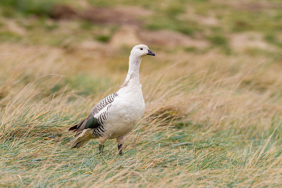 Adult male Magellan goose (upland goose) (Chloephaga picta), on New Island in the Falkland Islands, South Atlantic Ocean, South America