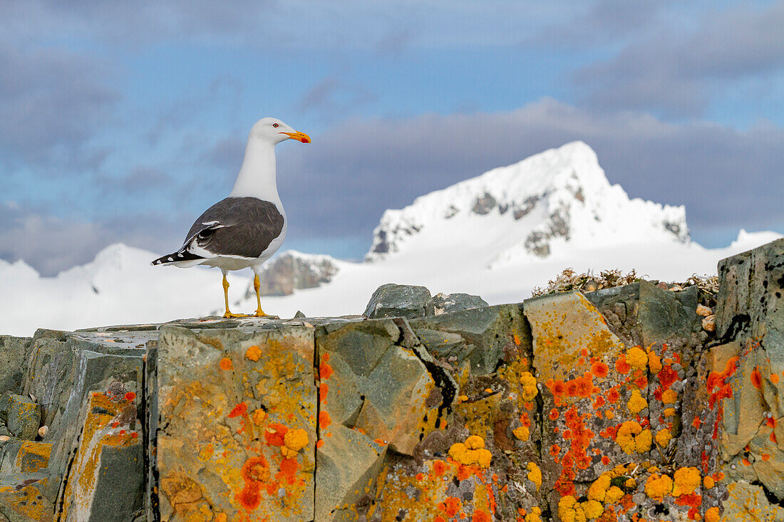 Ausgewachsene Seemöwe (Larus dominicanus), nistet auf flechtenbewachsenen Felsen auf der Halbmondinsel in der Antarktis, Südlicher Ozean, Polargebiete