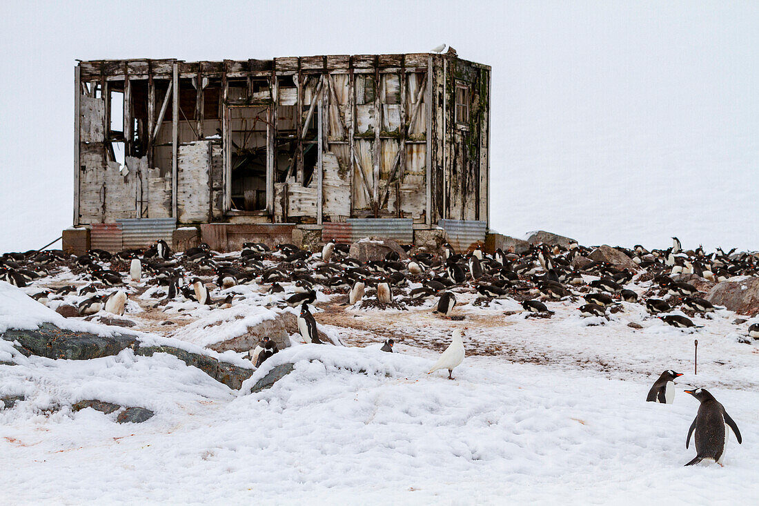 Views of the Chilean inactive research base Gonzalez Videla on Waterboat Point in Paradise Bay, Antarctica, Polar Regions