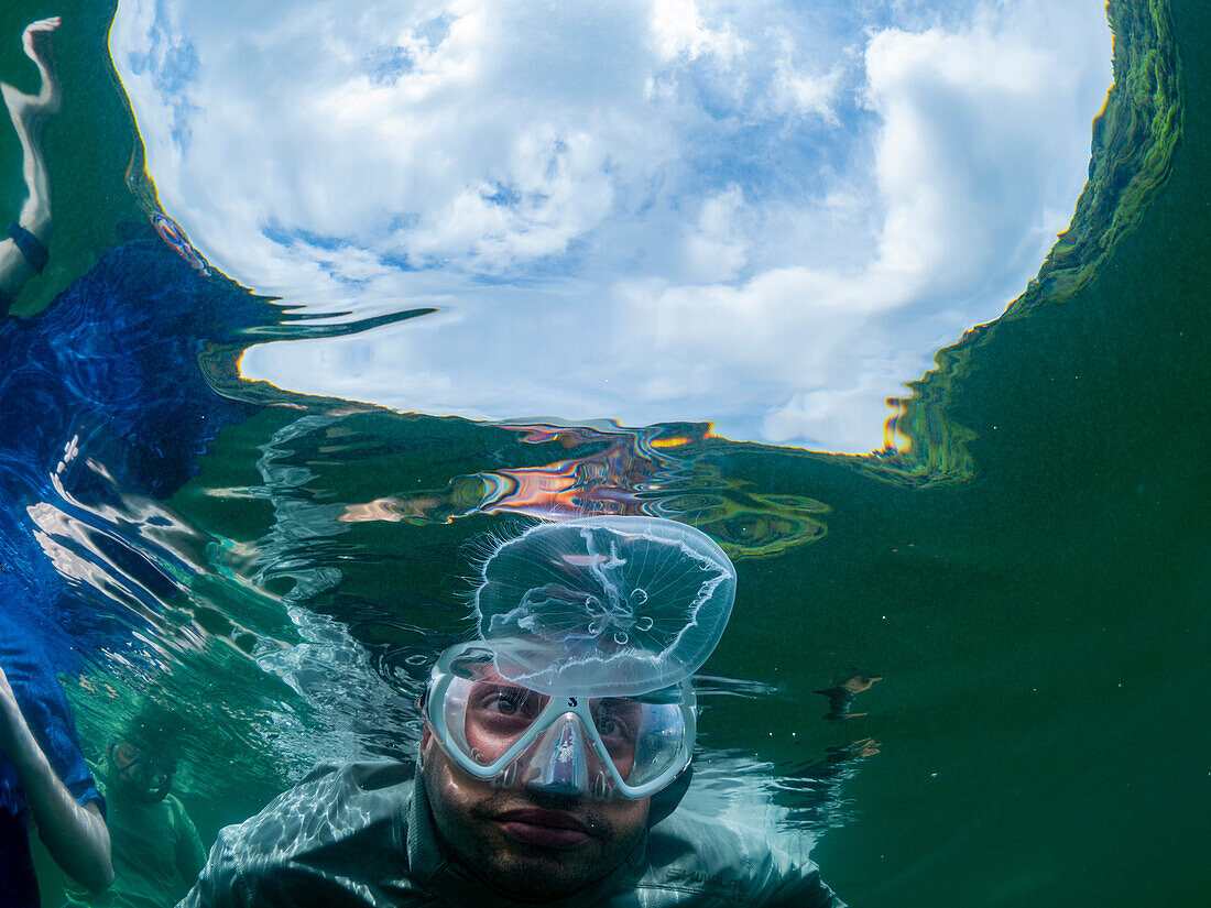 Snorkeler with moon jellyfish (Aurelia sp), in Jellyfish Lake, located on Eil Malk island, Rock Islands, Palau, Micronesia, Pacific