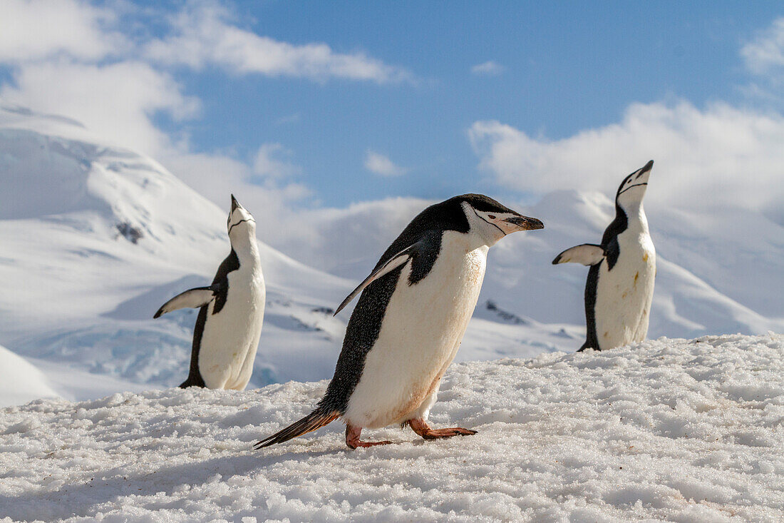 Zügelpinguine (Pygoscelis antarctica), ekstatisches Schauspiel in der Brutkolonie auf Half Moon Island, Antarktis, Polargebiete