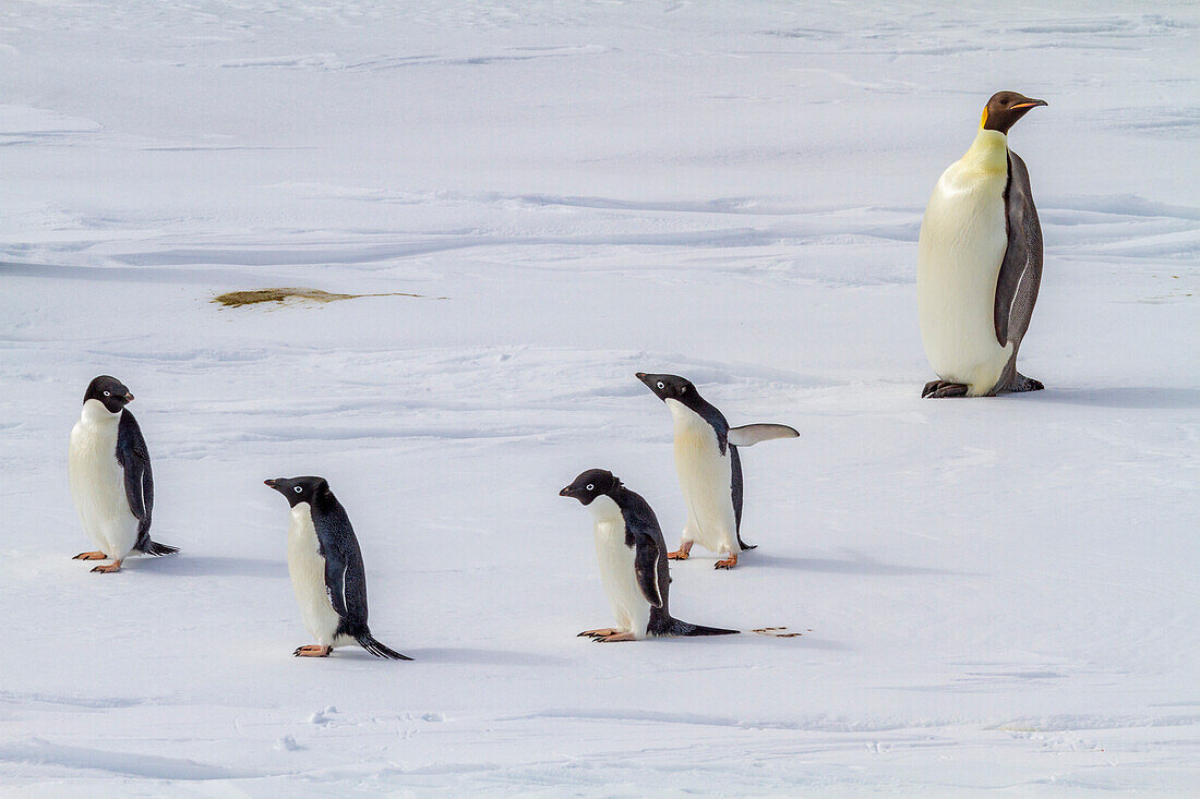 Ein einsamer erwachsener Kaiserpinguin (Aptenodytes forsteri), mit vier erwachsenen Adeliepinguinen (Pygoscelis adeliae), Antarktis, Polarregionen