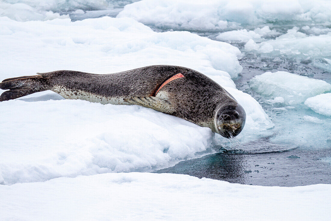 Adult leopard seal (Hydrurga leptonyx), hauled out on ice floe at Dorian Bay near the Antarctic Peninsula, Southern Ocean, Polar Regions