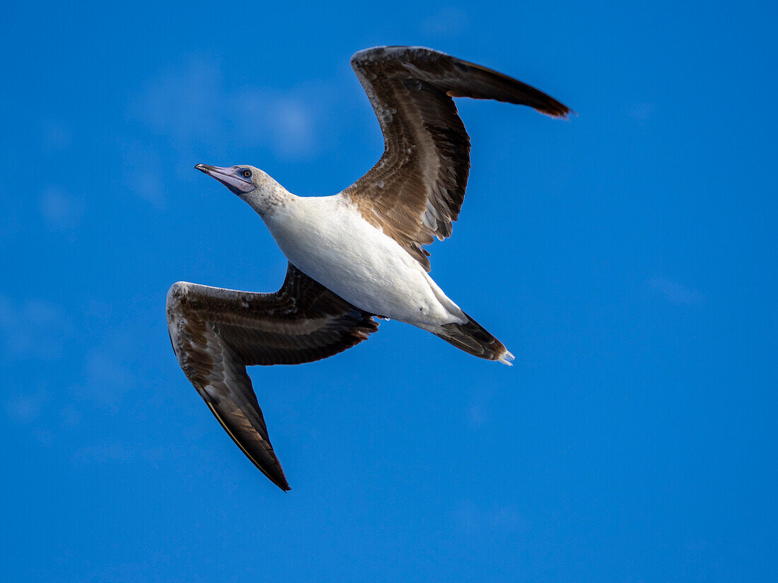 A juvenile red-footed booby (Sula sula), in its white color morph plumage in flight over the ocean in Palau, Micronesia, Pacific