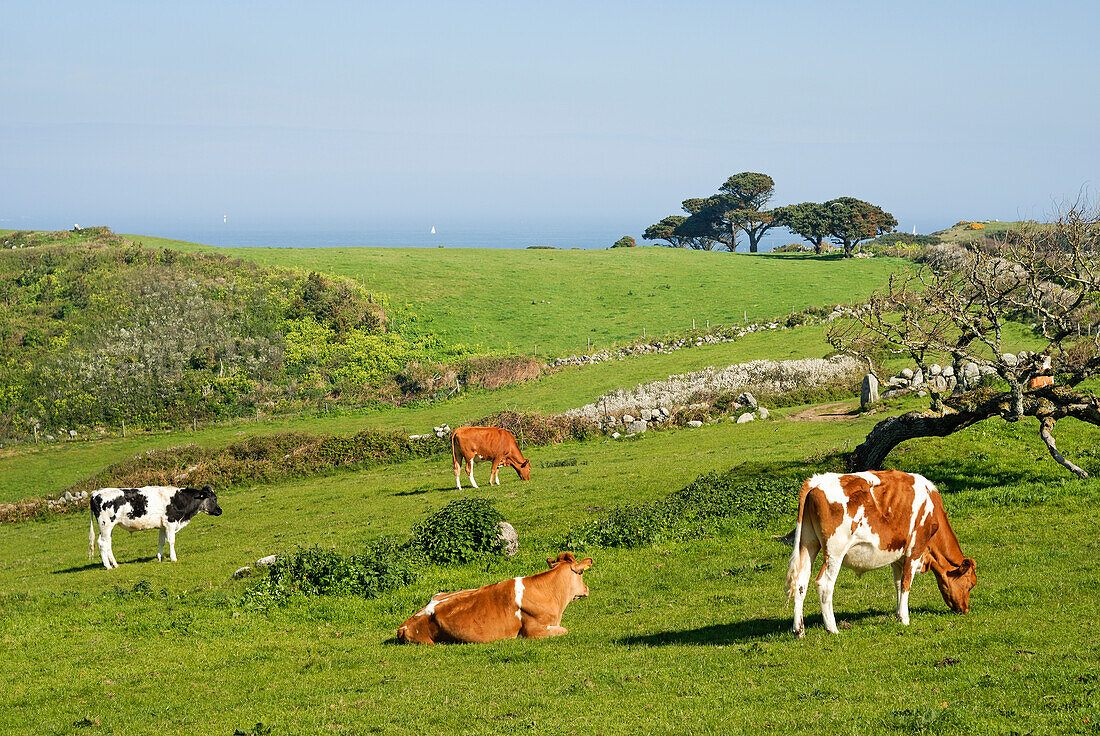 Cattle, Herm island, Bailiwick of Guernsey, British Crown dependency, English Channel, Europe