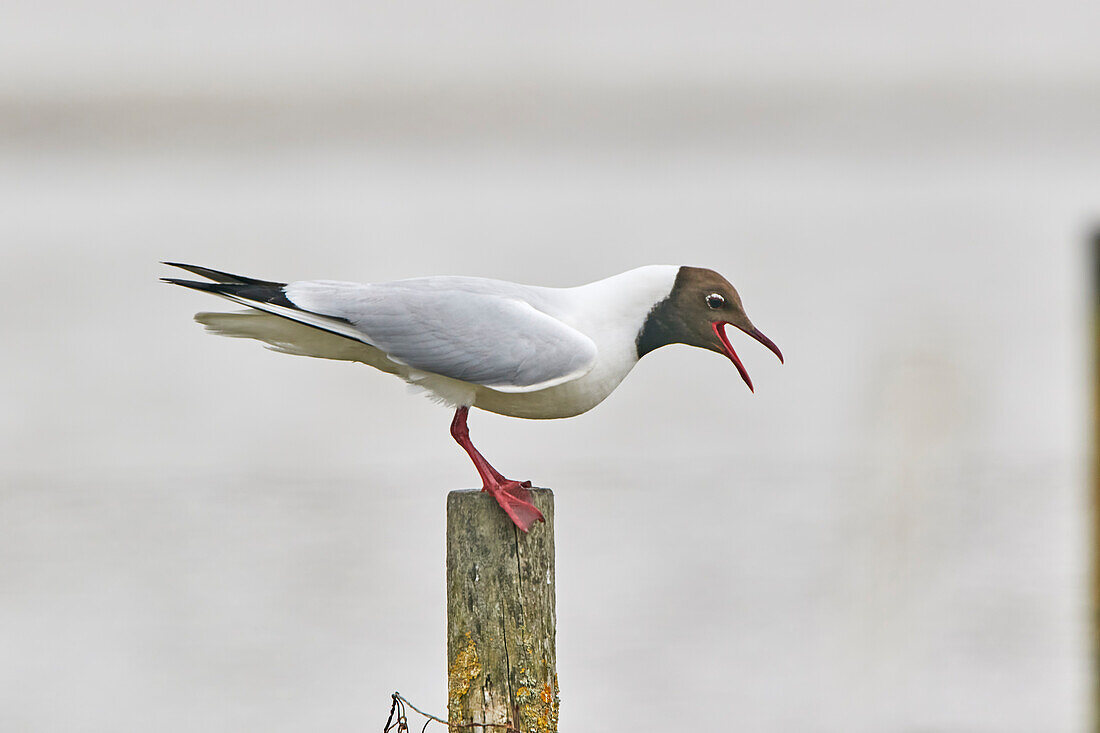 Eine Lachmöwe (Larus ridibundus), auf Brownsea Island, einem Naturschutzgebiet im Hafen von Poole, Dorset, England, Vereinigtes Königreich, Europa