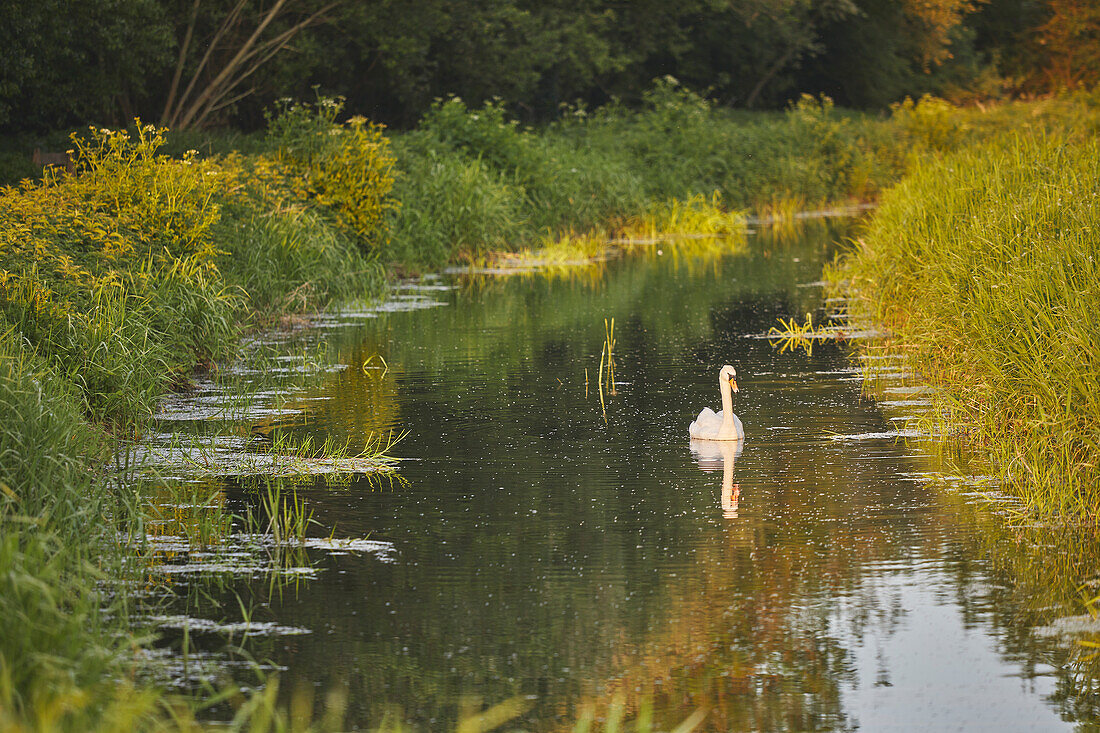 Höckerschwan (Cygnus olor), in den Sümpfen des Ham Wall National Nature Reserve, eines der Avalon Marshes Naturschutzgebiete, in der Nähe von Glastonbury, Somerset, England, Vereinigtes Königreich, Europa