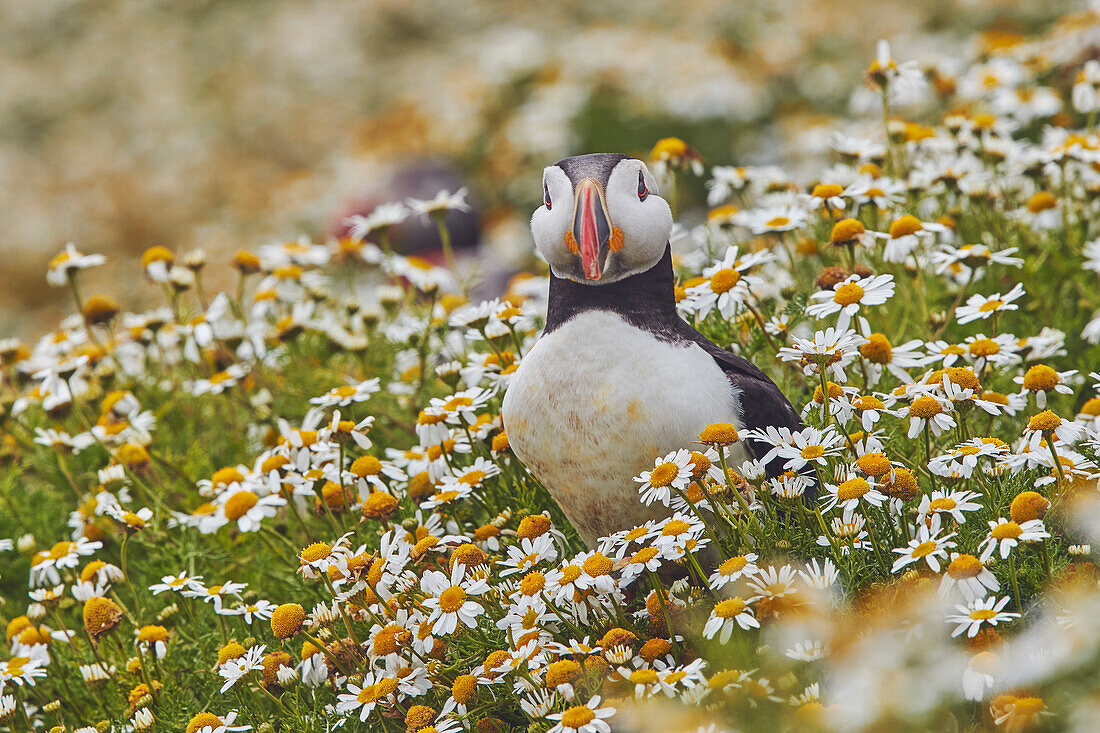 Atlantic Puffin (Fratercula arctica), on Skomer Island in July, a nature reserve off the coast of Pembrokeshire, Wales, United Kingdom, Europe