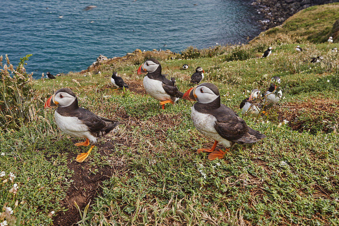 Atlantic Puffin (Fratercula arctica), on Skomer Island in July, a nature reserve off the coast of Pembrokeshire, Wales, United Kingdom, Europe