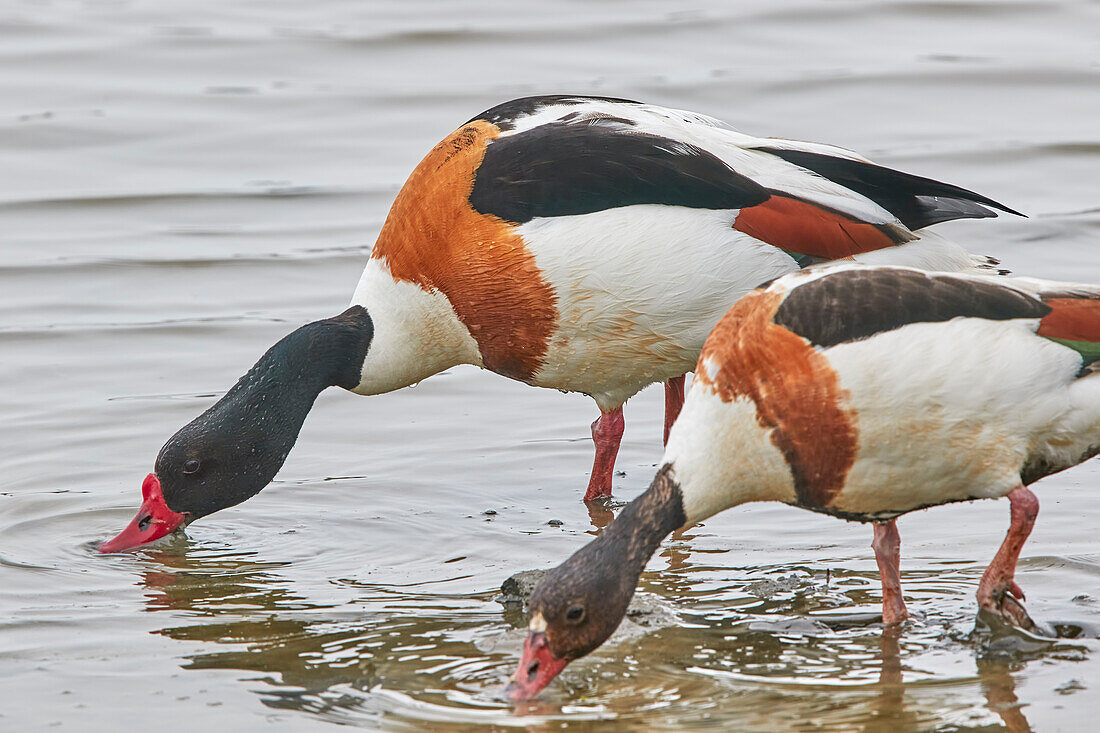 A Shelduck (Tadorna tadorna) pair, on Brownsea Island, a nature reserve in Poole Harbour, Dorset, England, United Kingdom, Europe