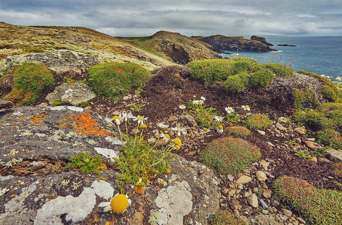 Gänseblümchen auf Skomer Head, an der Westküste der Insel Skomer, einem Naturschutzgebiet vor der Küste von Pembrokeshire, Wales, Vereinigtes Königreich, Europa