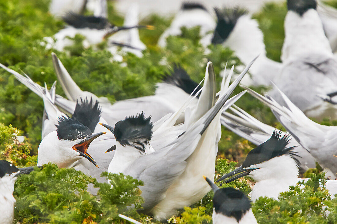 Brandseeschwalben (Sterna sandivicensis), in ihrer Brutkolonie im Juni auf Brownsea Island, einem Naturschutzgebiet im Hafen von Poole, Dorset, England, Vereinigtes Königreich, Europa