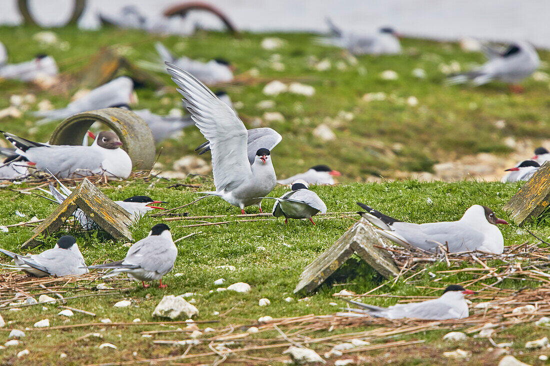 Common Terns (Sterna hirundo), in their breeding colony in June, on Brownsea Island, a nature reserve in Poole Harbour, Dorset, England, United Kingdom, Europe