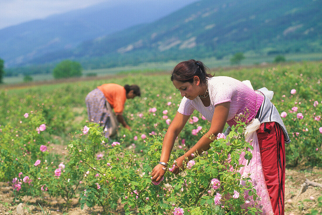 Sammeln von Rosenblüten (Rosa damascena) im Rosental, Kazanlak, Bulgarien, Europa