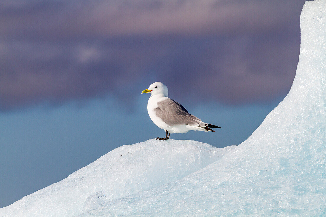 Ausgewachsene Dreizehenmöwe (Rissa tridactyla), ruhend auf dem Eis im Svalbard-Archipel, Barentssee, Norwegen, Arktis, Europa