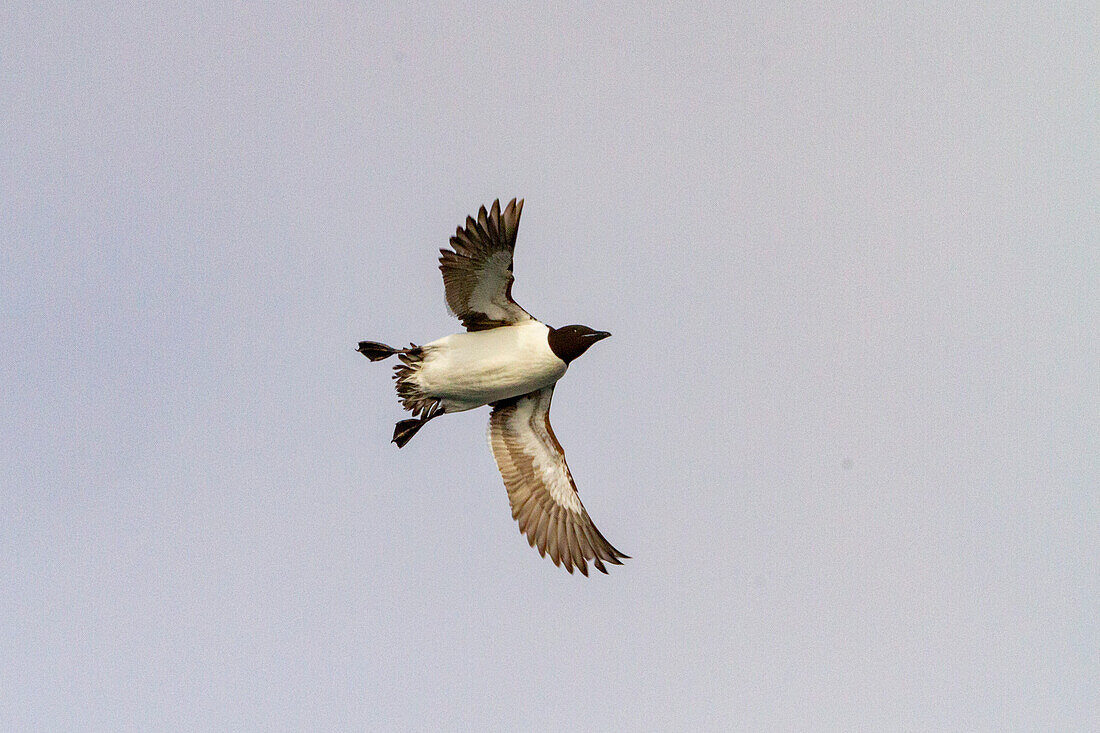 Trottellumme (Uria lomvia) im Flug in der Nähe des Brut- und Nistplatzes am Kap Fanshawe in Svalbard, Norwegen, Arktis, Europa