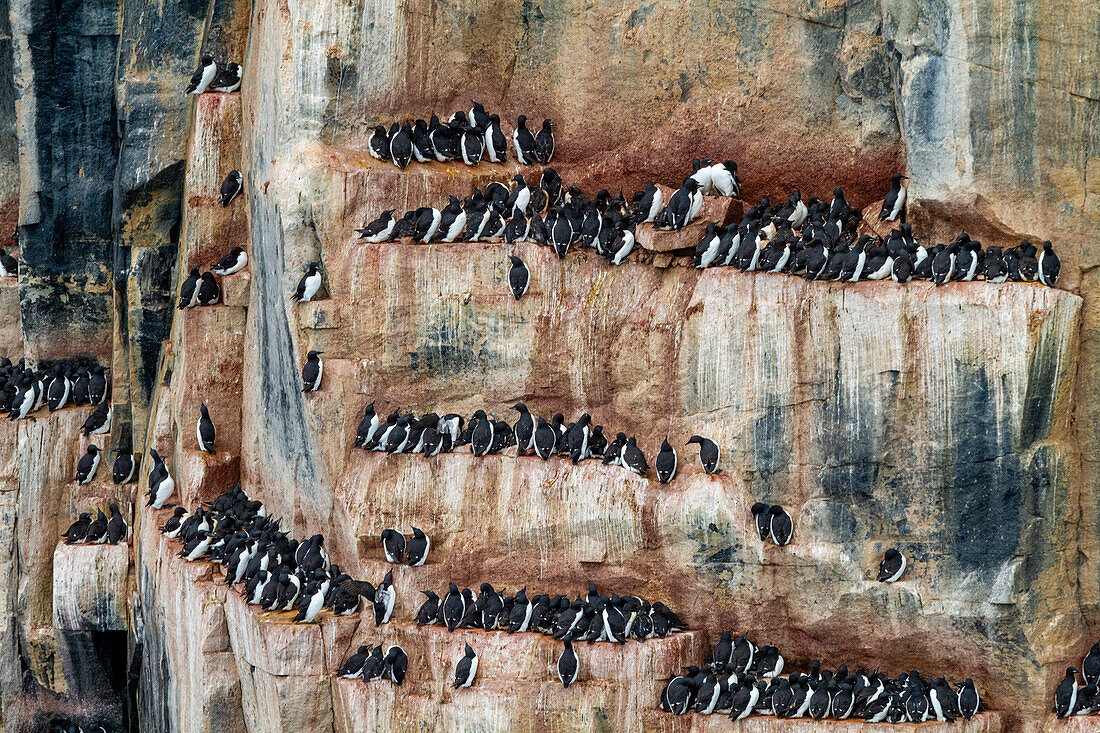 Brunnich's guillemot (Uria lomvia) breeding and nesting site at Cape Fanshawe in the Svalbard Archipelago, Norway, Arctic, Europe