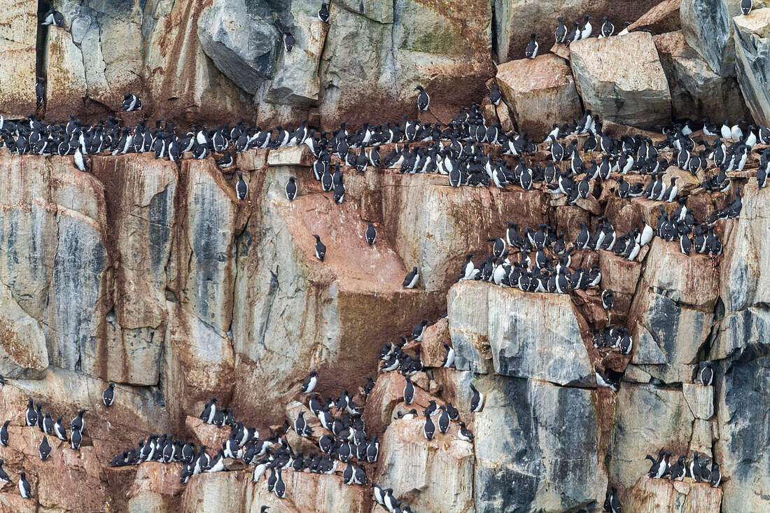 Brunnich's guillemot (Uria lomvia) breeding and nesting site at Cape Fanshawe in the Svalbard Archipelago, Norway, Arctic, Europe