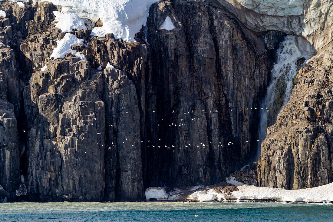 Trottellumme (Uria lomvia) im Flug in der Nähe des Brut- und Nistplatzes am Kap Fanshawe in Svalbard, Norwegen, Arktis, Europa