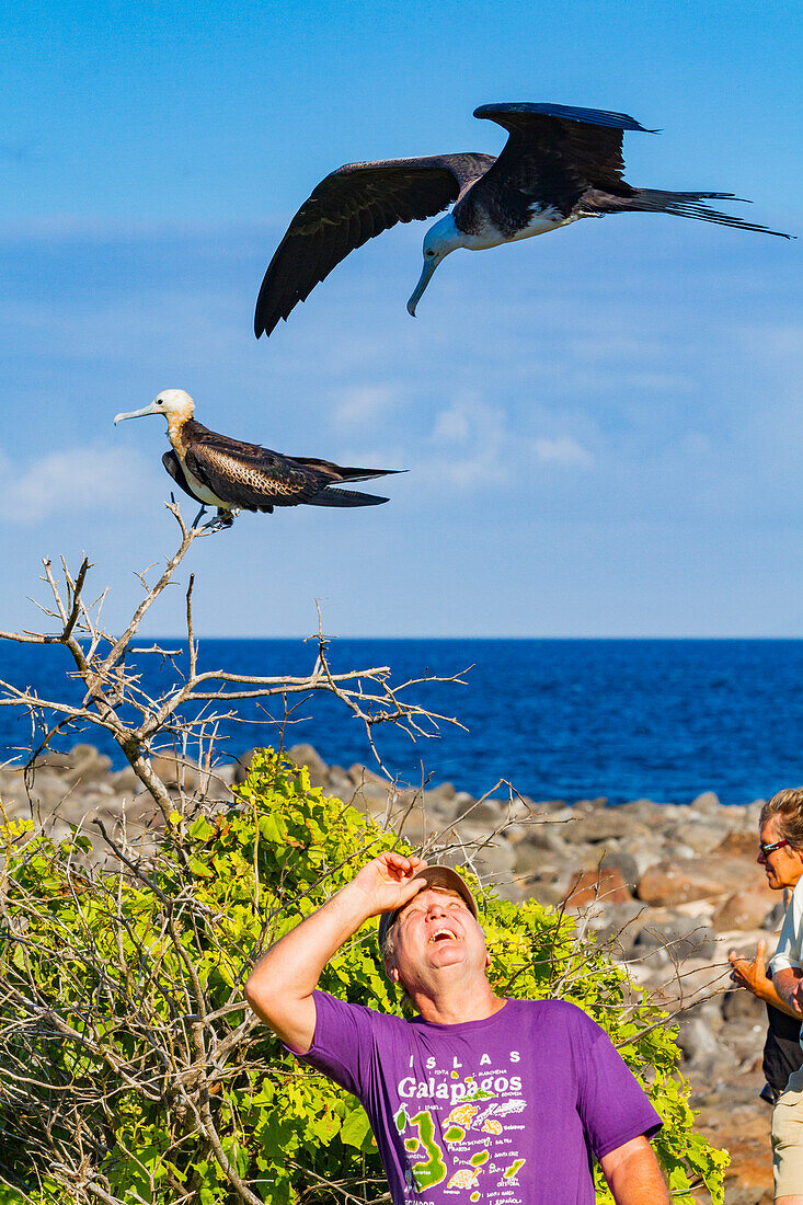 Fregattvogel (Fregata minor) im Flug in der Nähe der Gäste auf der Nord-Seymour-Insel auf den Galapagos-Inseln, UNESCO-Weltnaturerbe, Ecuador, Südamerika