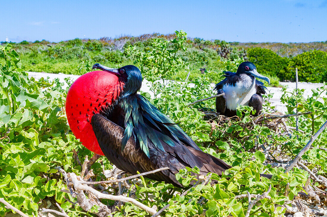 Male Great frigatebird (Fregata minor) in breeding plumage with red gular pouch, on Genovesa (Tower) Island, Galapagos, UNESCO World Heritage Site, Ecuador, South America