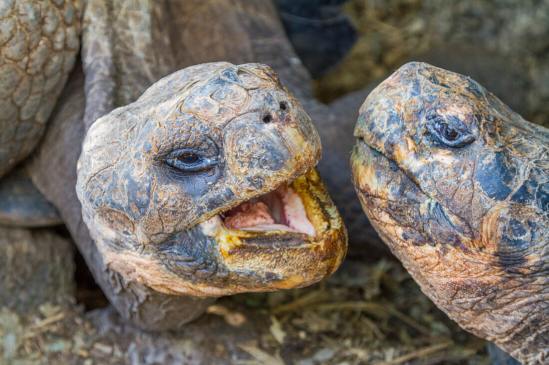 Captive Galapagos giant tortoise (Geochelone elephantopus) at the Charles Darwin Research Station, Galapagos, UNESCO World Heritage Site, Ecuador, South America