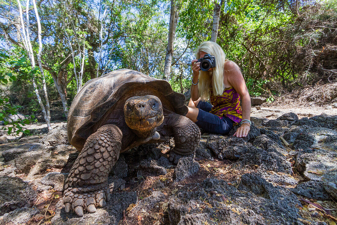 Galapagos-Riesenschildkröte (Geochelone elephantopus) in Gefangenschaft in der Charles-Darwin-Forschungsstation, Galapagos, UNESCO-Weltnaturerbe, Ecuador, Südamerika