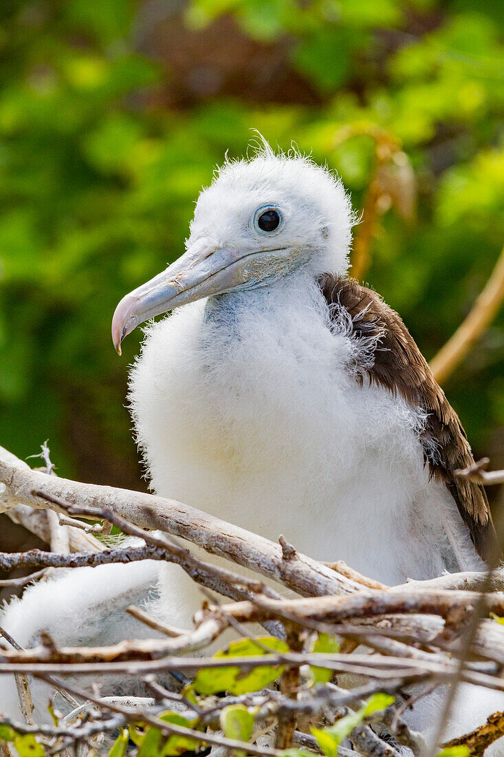 Fregattvogelküken (Fregata minor) auf dem Nest auf der Nordseeinsel im Galapagos-Inselarchipel, UNESCO-Welterbe, Ecuador, Südamerika